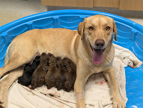 Belle and Her Puppies